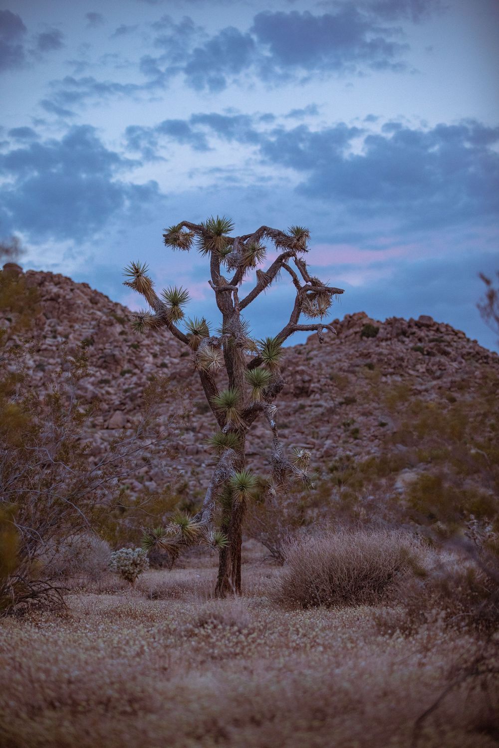 A lone Joshua tree stands in a desert landscape at dusk, with rocky hills and dramatic cloudy sky in the background.