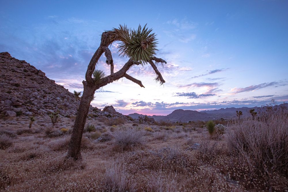 Joshua tree silhouetted against a colorful desert sunset sky in a rocky arid landscape.