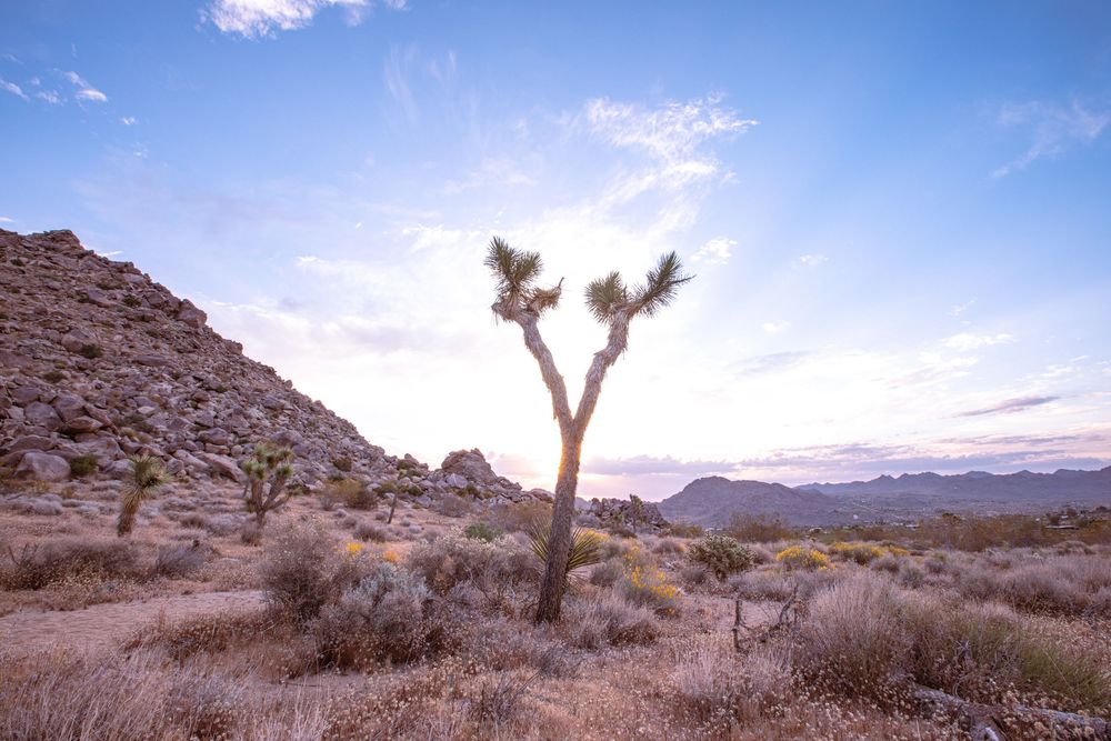 A lone Joshua tree stands in a desert landscape at sunset with rocky hills and scrubby brush under a pastel sky.