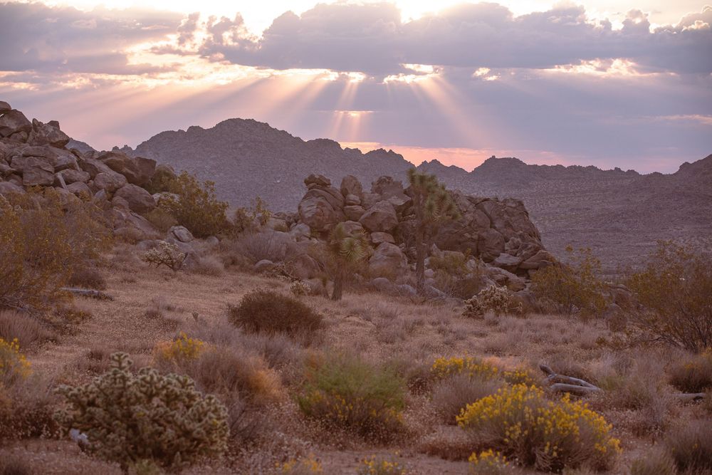 Sunbeams pierce dramatic clouds over a rocky desert landscape with Joshua trees and golden shrubs at sunset.