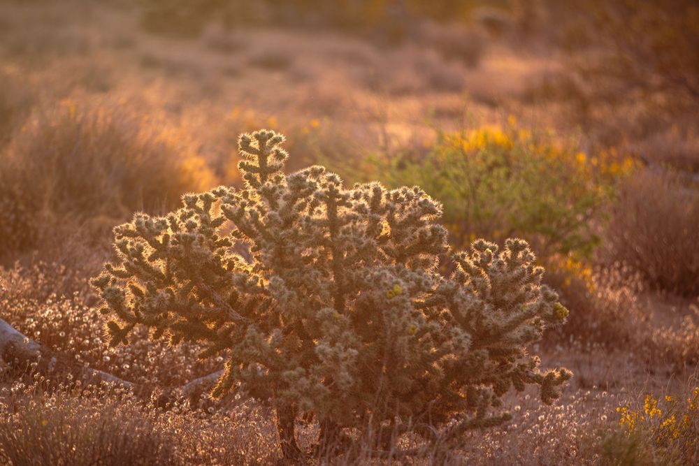 Golden hour light illuminates a cholla cactus in a desert landscape with warm sandy tones and yellow wildflowers.