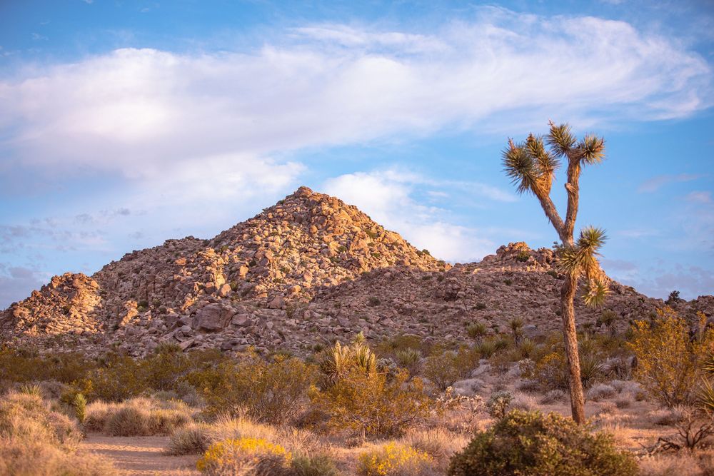 A Joshua tree stands beside a rocky desert hill under a blue sky with clouds in golden hour light.