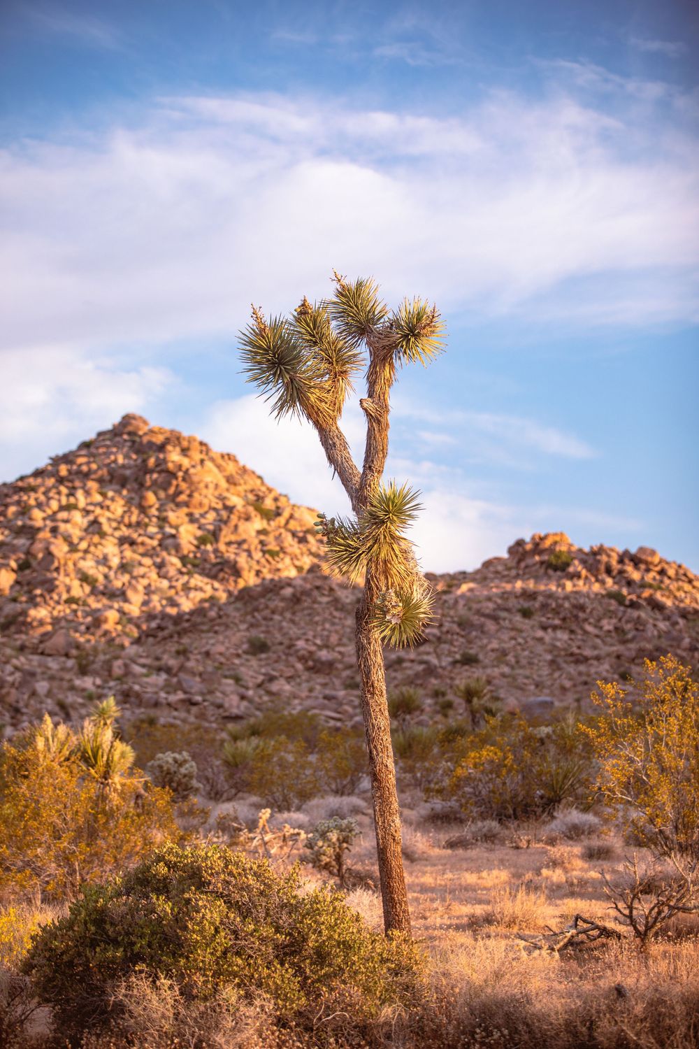 A tall Joshua tree stands in the Mojave Desert with rocky hills and a blue sky in the background.