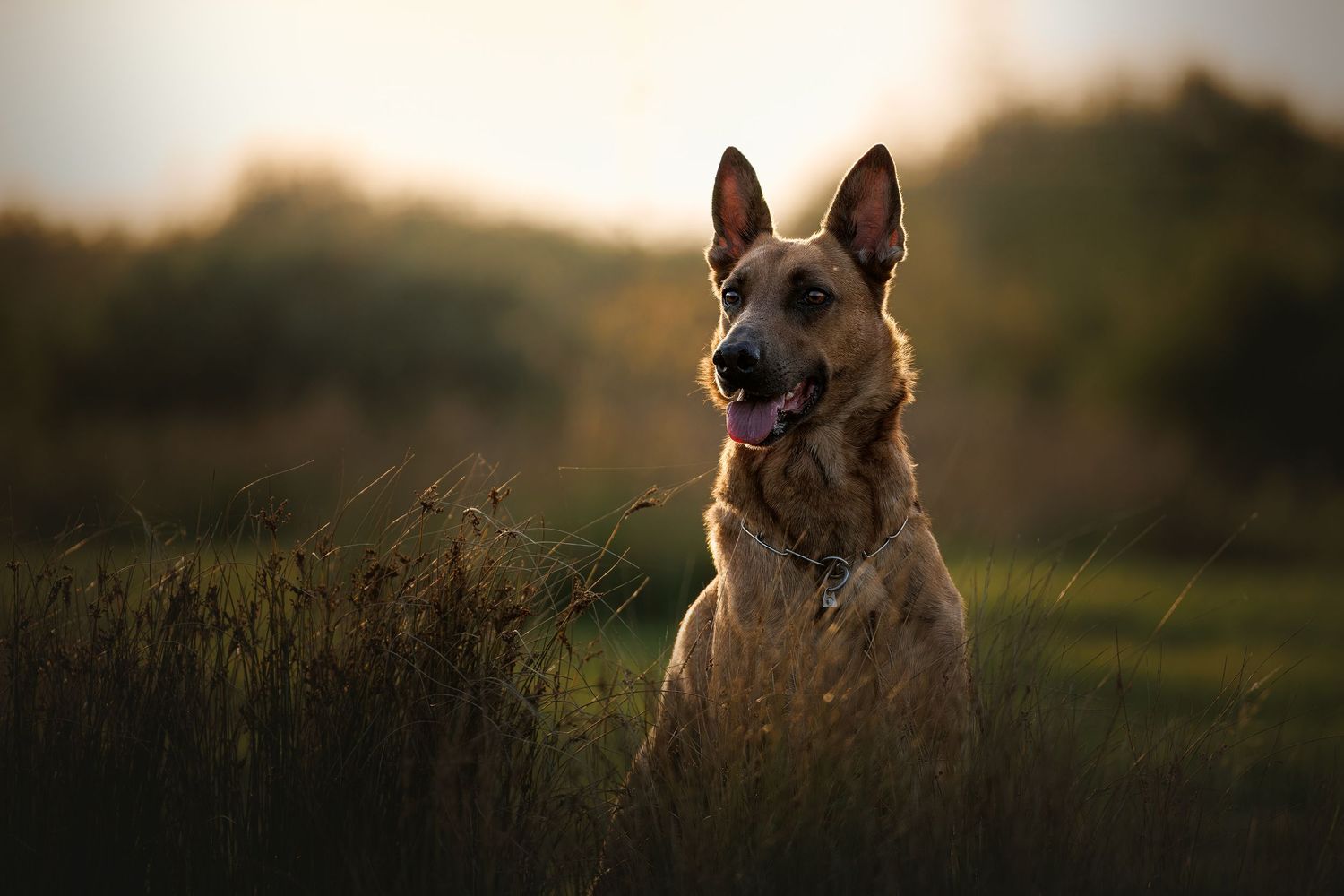 dog photography