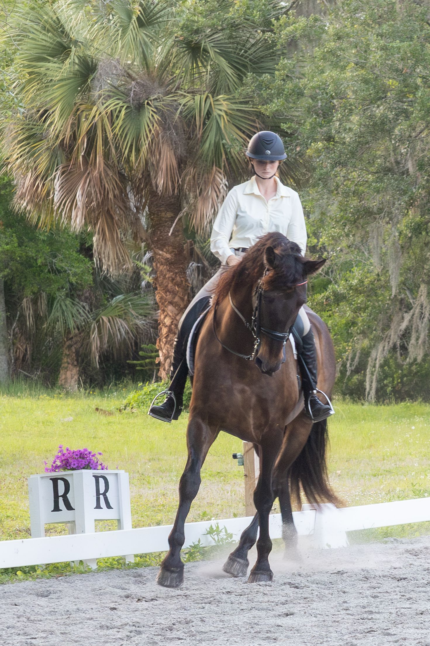 Equestrian in helmet riding a dark bay horse near letter R marker in dressage ring.