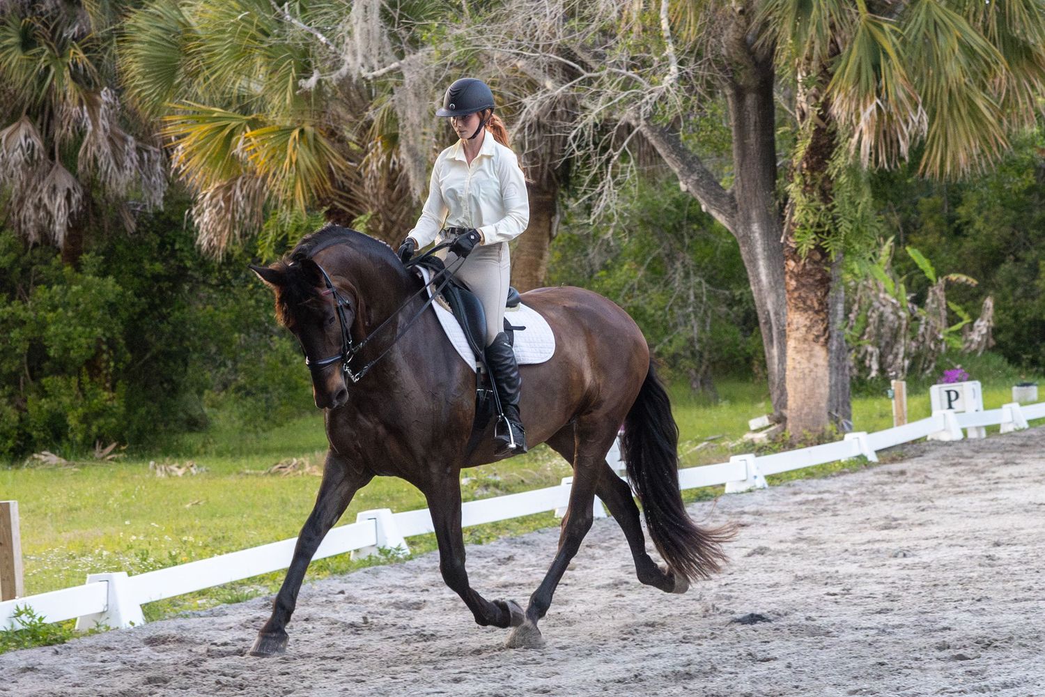 Equestrian rider performing dressage on a dark bay horse in an outdoor arena.