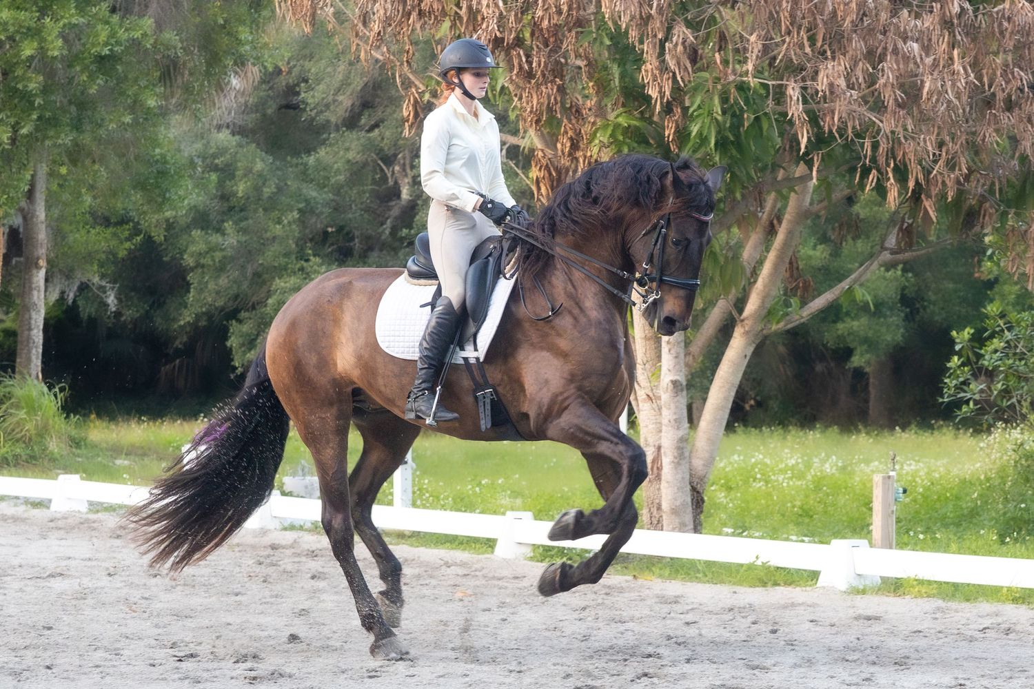 Female rider in white shirt performing canter pirouette on a bay horse in dressage arena.