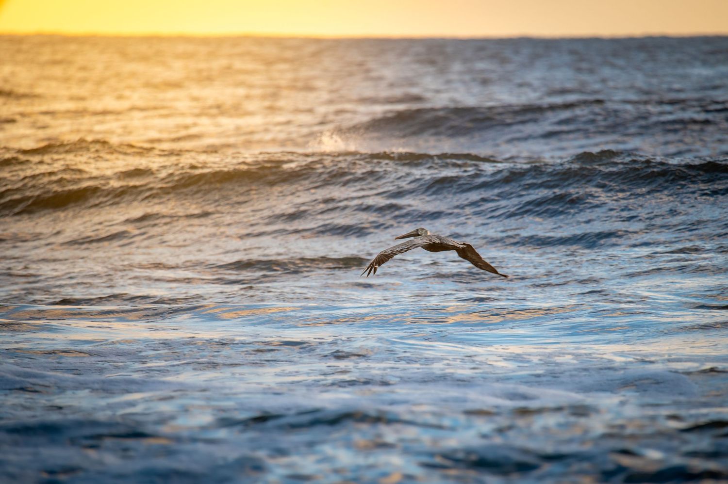 Seabird flying low over ocean waves during golden sunset.