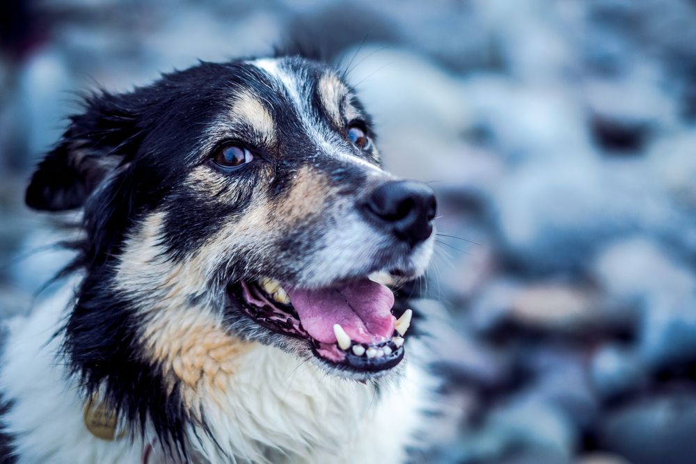 Dog portrait of a border collie. Location based dog photography.