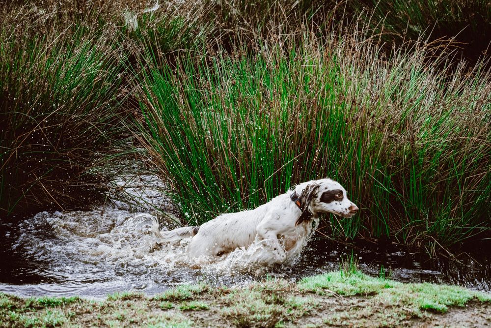 Dog portrait of a springer spaniel jumping through water. Location based dog photography, Exmoor National Park