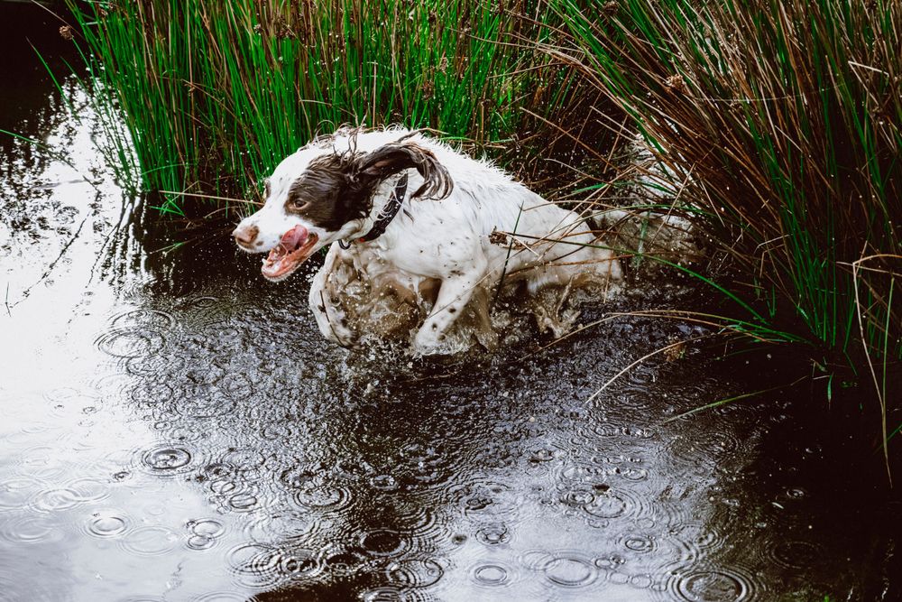 Dog portrait of a springer spaniel jumping through water. Location based dog photography, Exmoor National Park