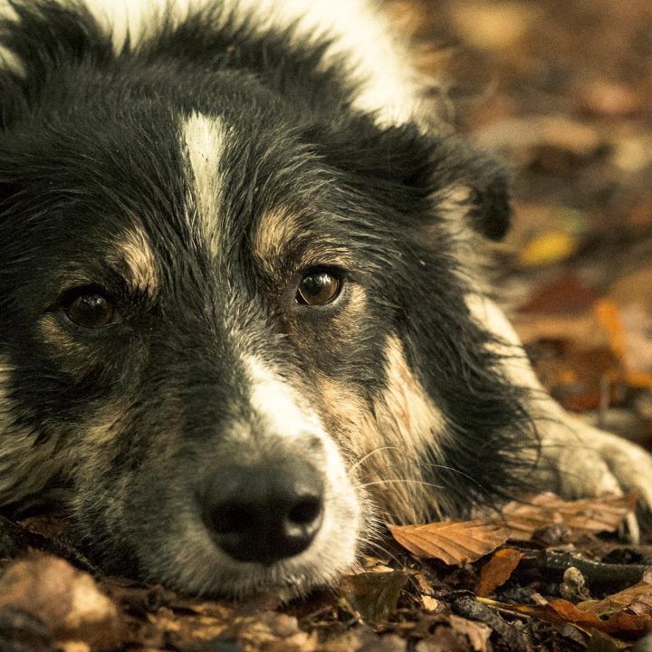 Dog portrait of a border collie laying in a meadow. Location based dog photography.