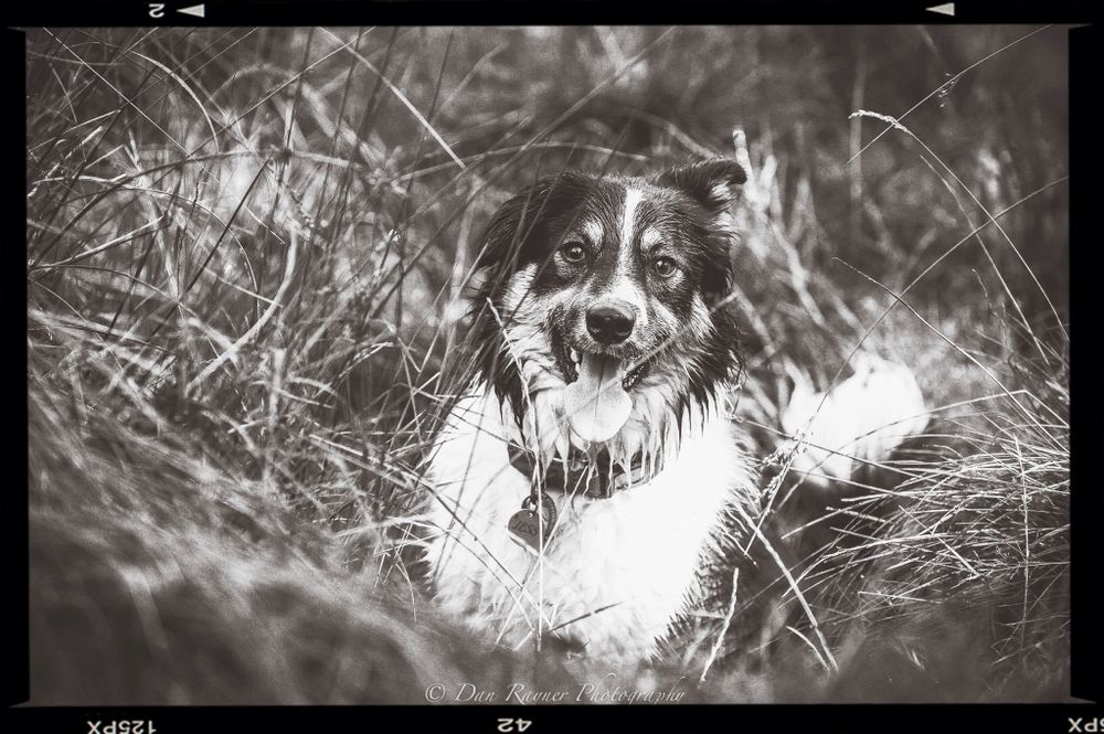 Black and white dog portrait of a border collie sat in a meadow. Location based dog photography.