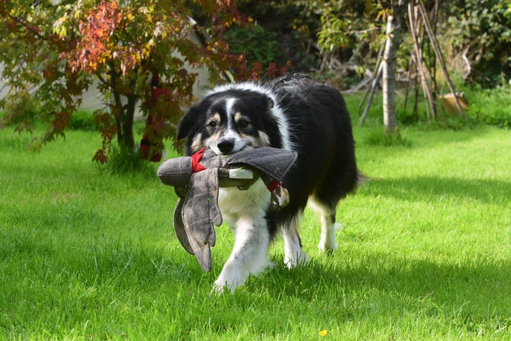 Dog portrait of a border collie running with a toy in a garden. Location based dog photography.