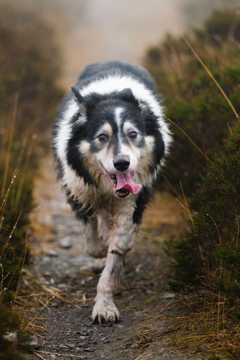 Dog portrait of a border collie running along a pathway. Location based dog photography, Exmoor National Park