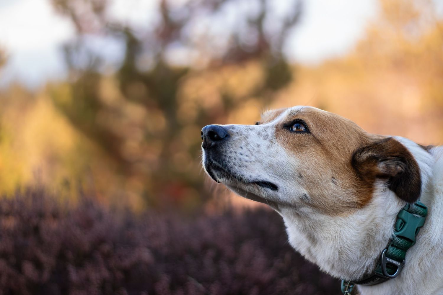 Photograph of a Welsh Sheepdog/ collie taken by Woodland Workbench