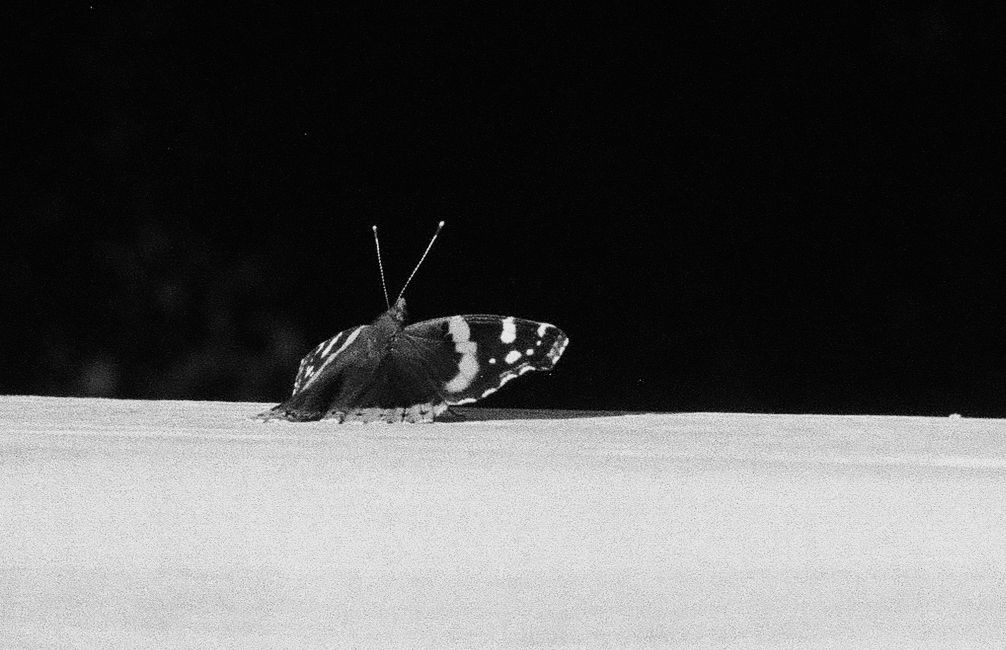 Black and white close-up photograph of a butterfly resting on a light surface.