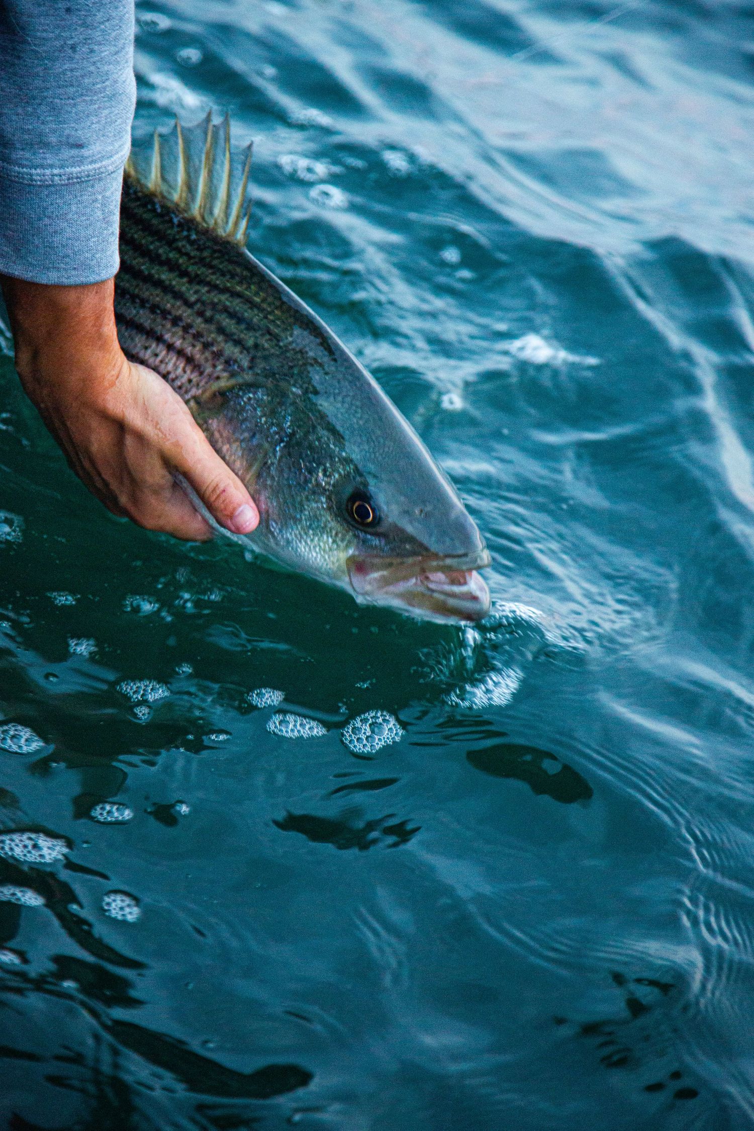Hand releasing a striped bass back into blue ocean waters.