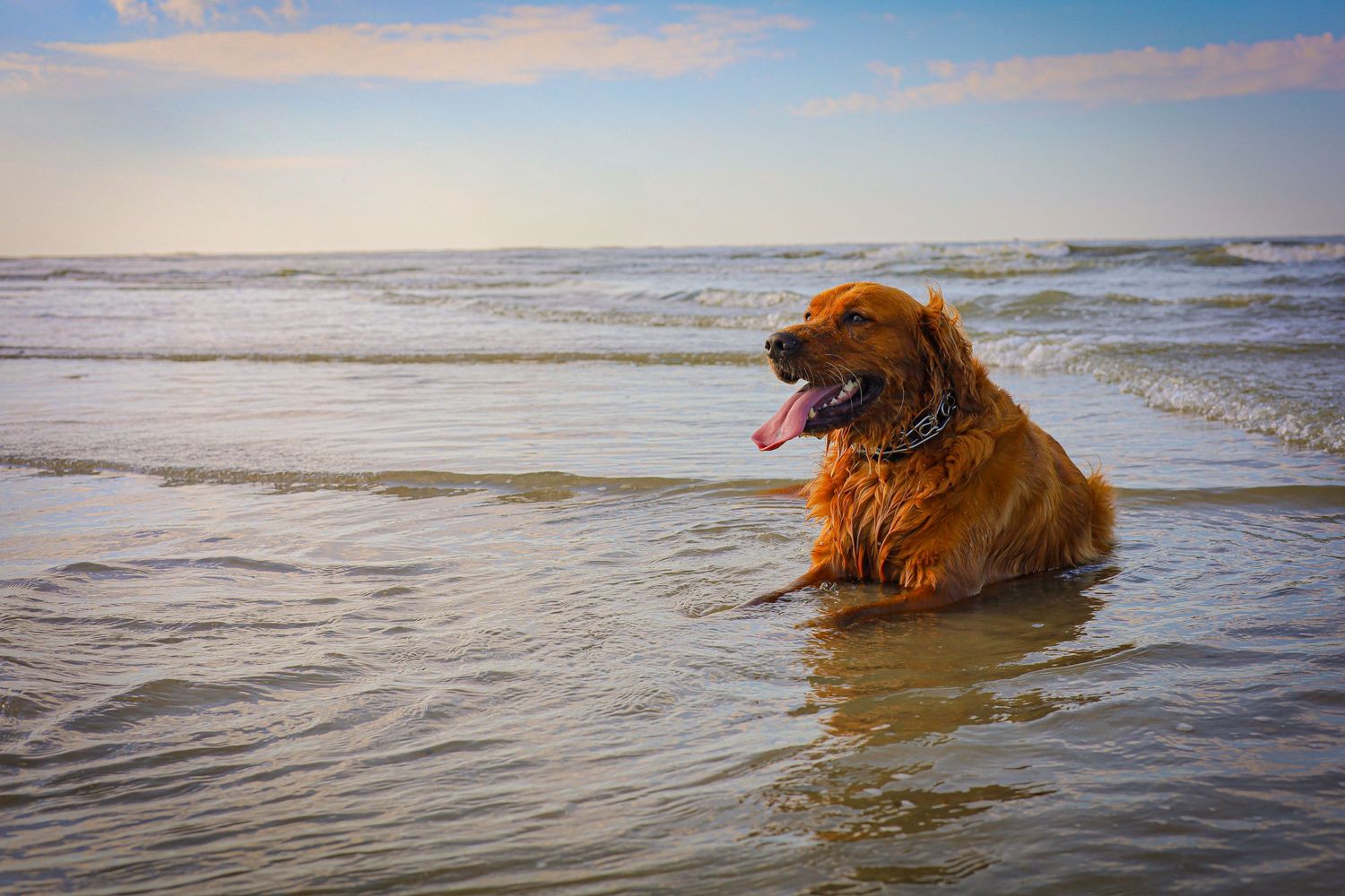 Golden retriever enjoying the ocean waves at the beach during sunset.