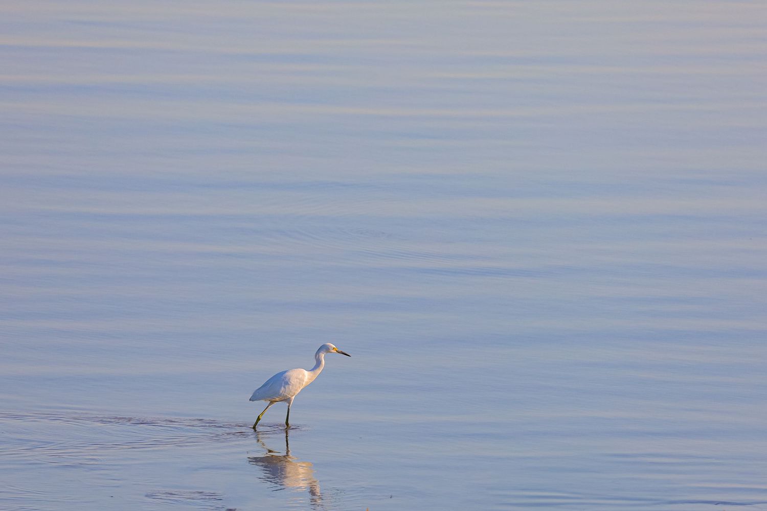 White egret wading in calm blue water during twilight.