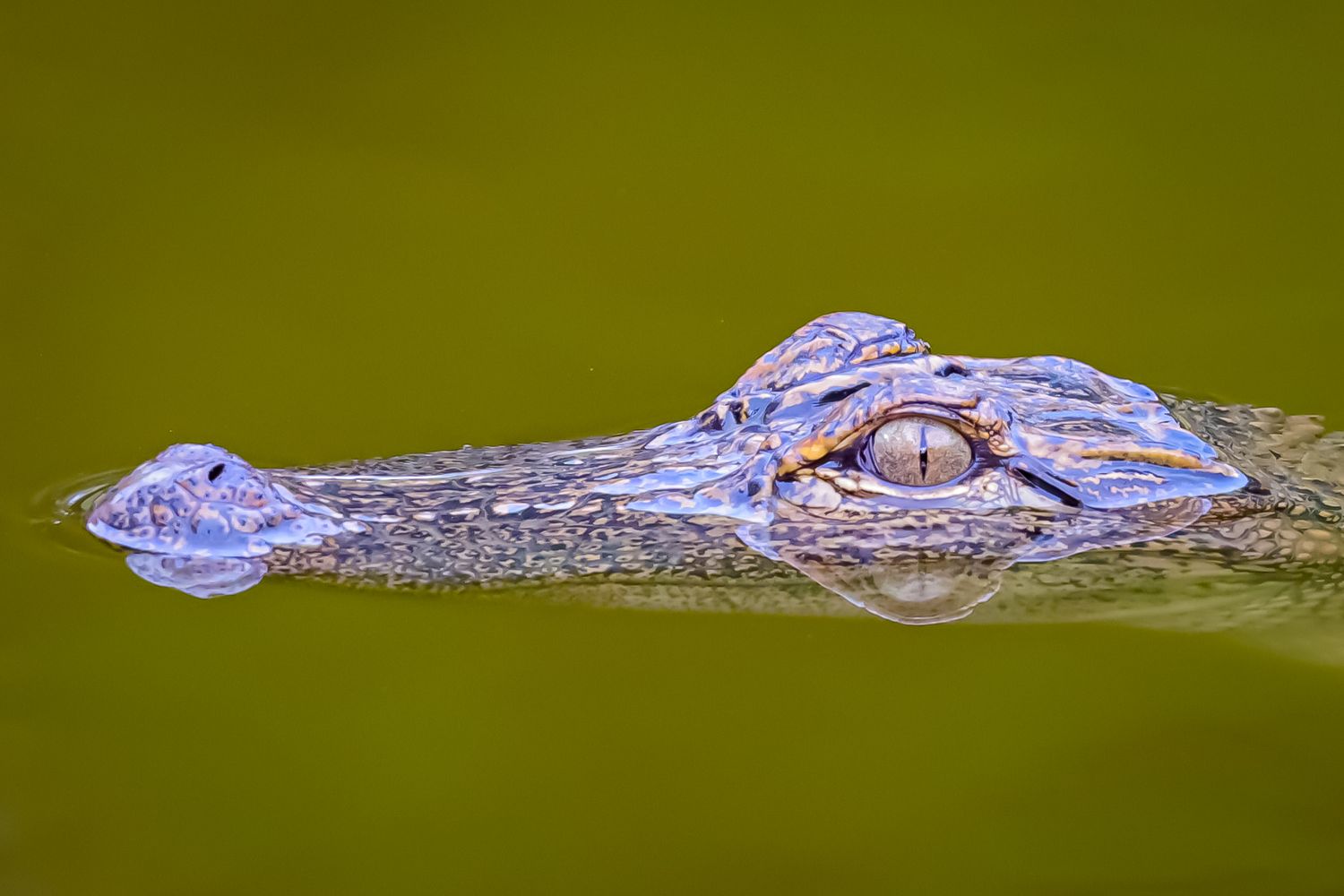 Close-up portrait of a young alligator's head with piercing blue eye.