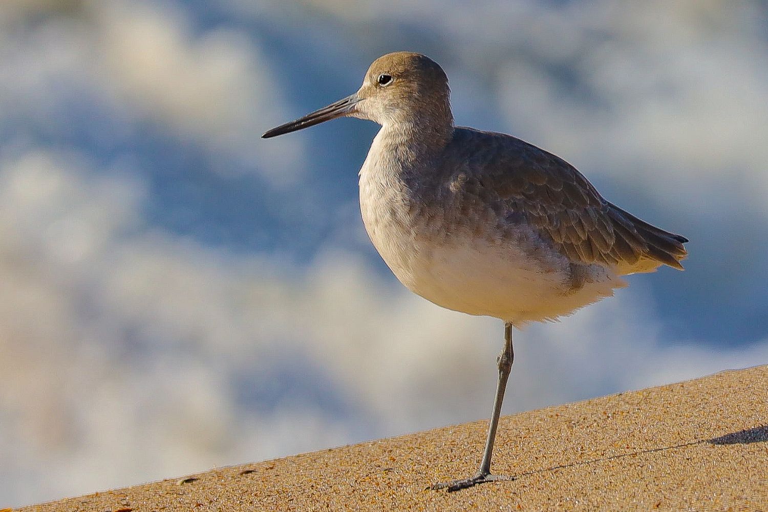 Sandpiper bird standing on sandy beach with blurred ocean background.