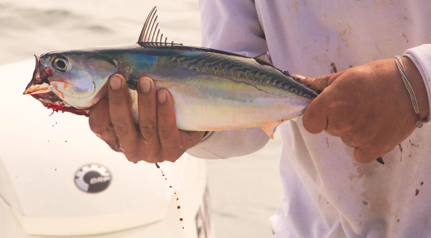 Fresh caught mackerel fish being held up to display its silvery blue scales.