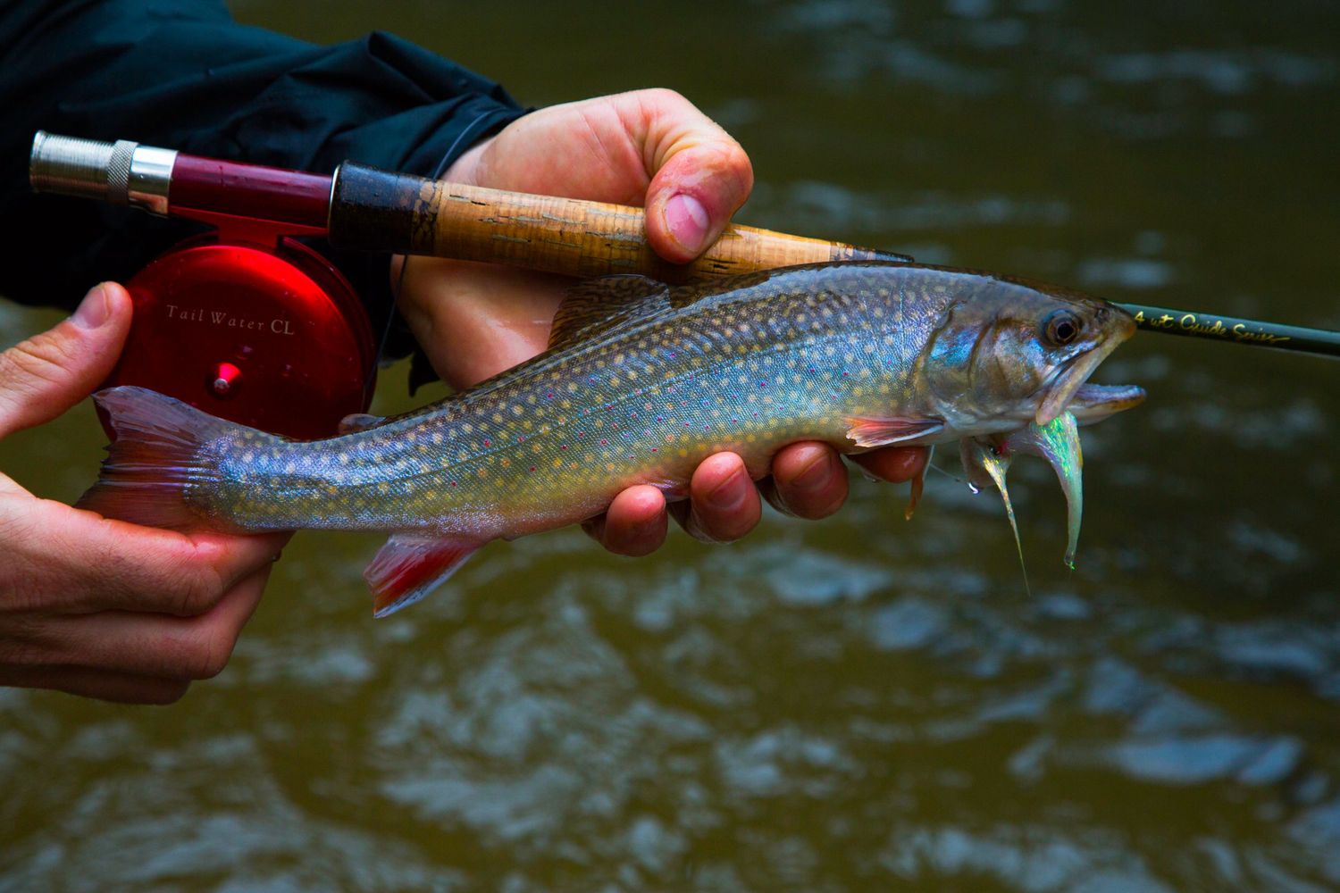 Freshly caught brook trout being held next to fishing rod against river background.