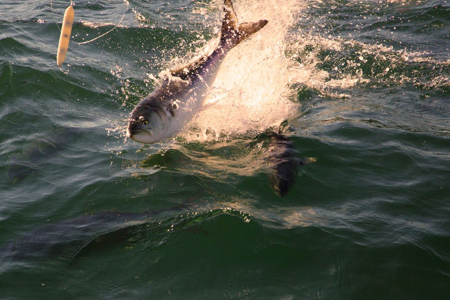 Large tuna fish breaking through ocean surface with dramatic splash.