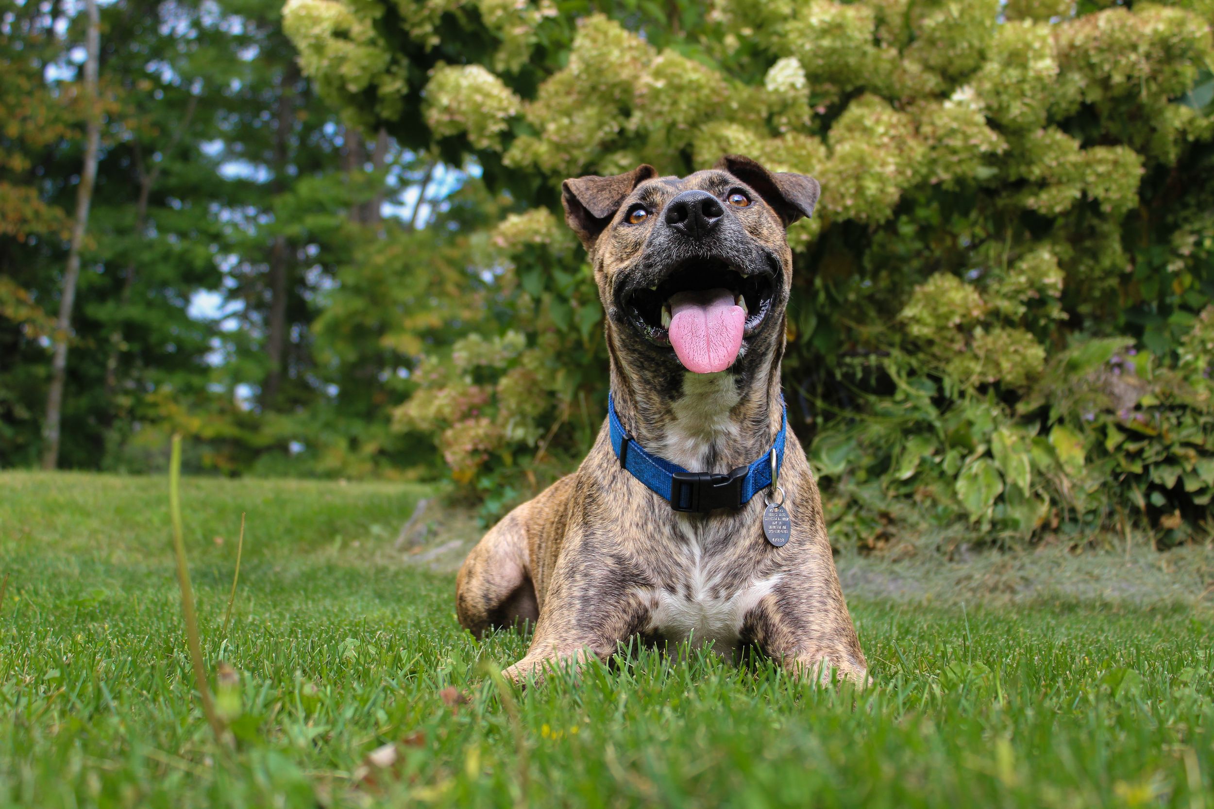 A brindle dog wearing a blue collar lying on green grass with tongue out happily.