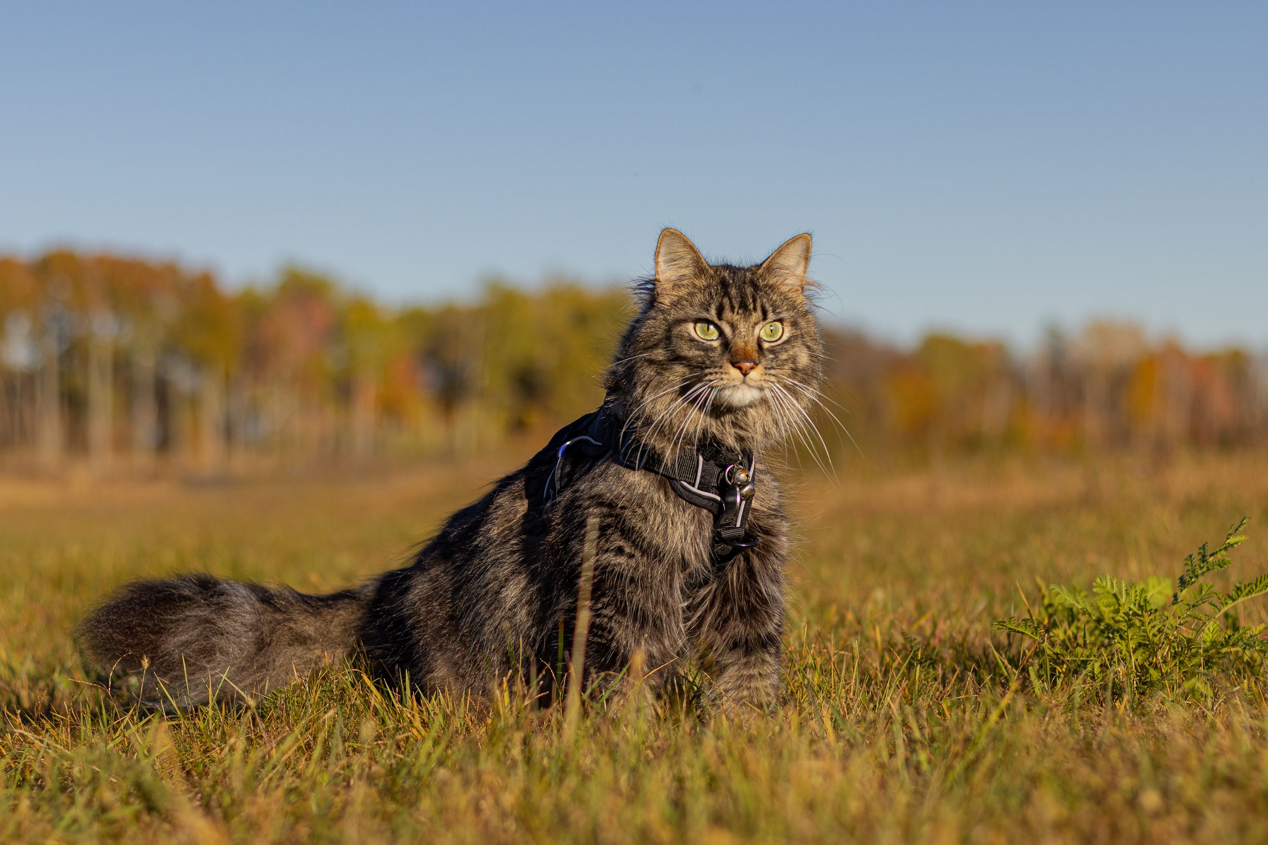 Fluffy gray tabby cat wearing a harness sitting in an open grassy field.