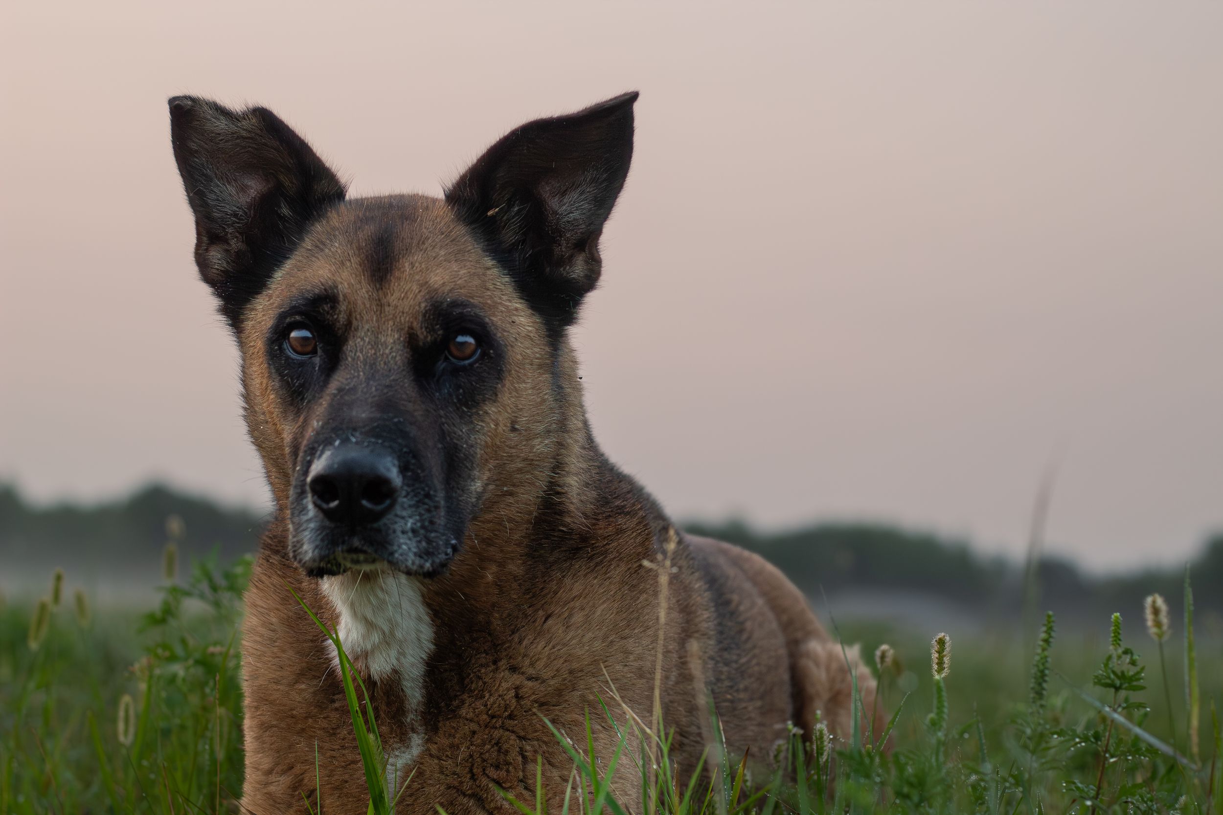 A close-up of a Belgian Malinois dog resting in grass during a calm evening outdoors.