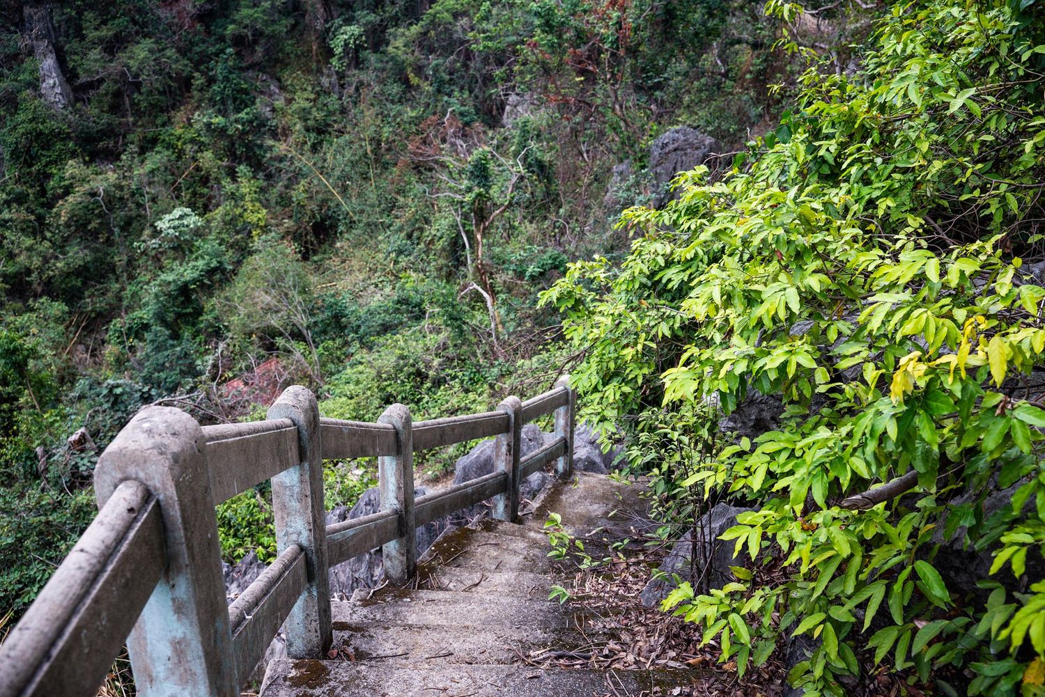 A wooden railing lines a winding hiking path through lush green forest vegetation in foggy conditions.