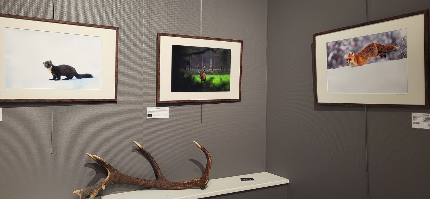 Gallery wall displaying framed wildlife photographs with antlers as decorative elements.