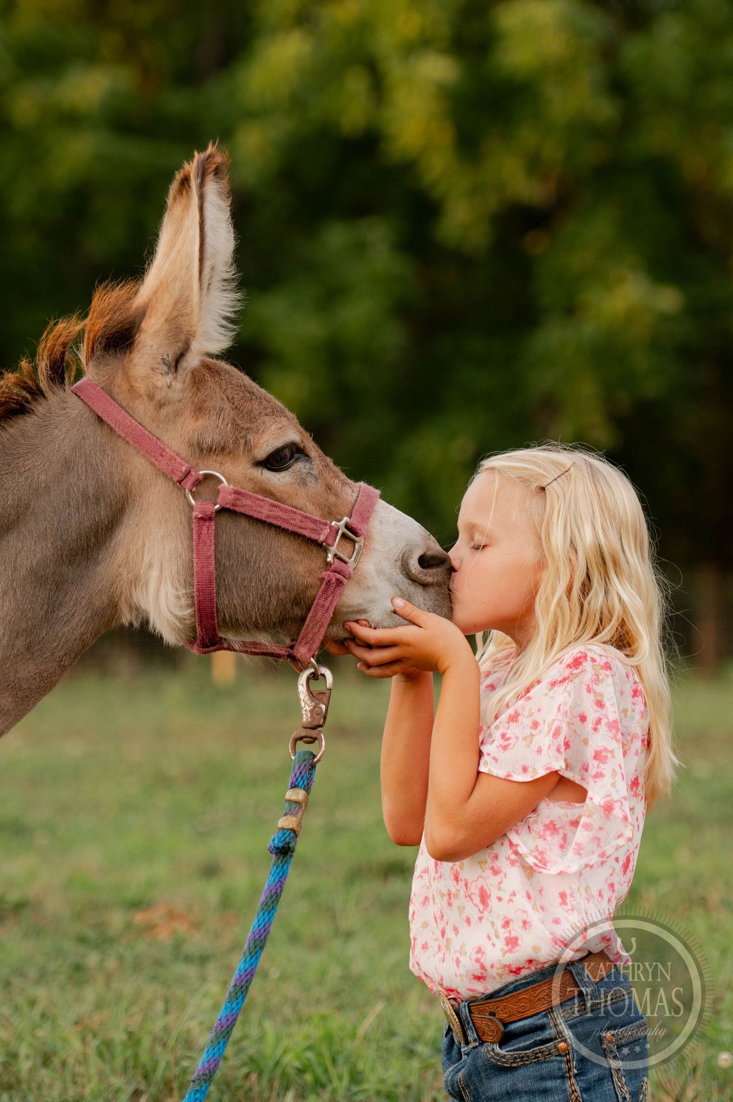 A sweet interaction between a small donkey and young person on a sunny afternoon in a pasture.