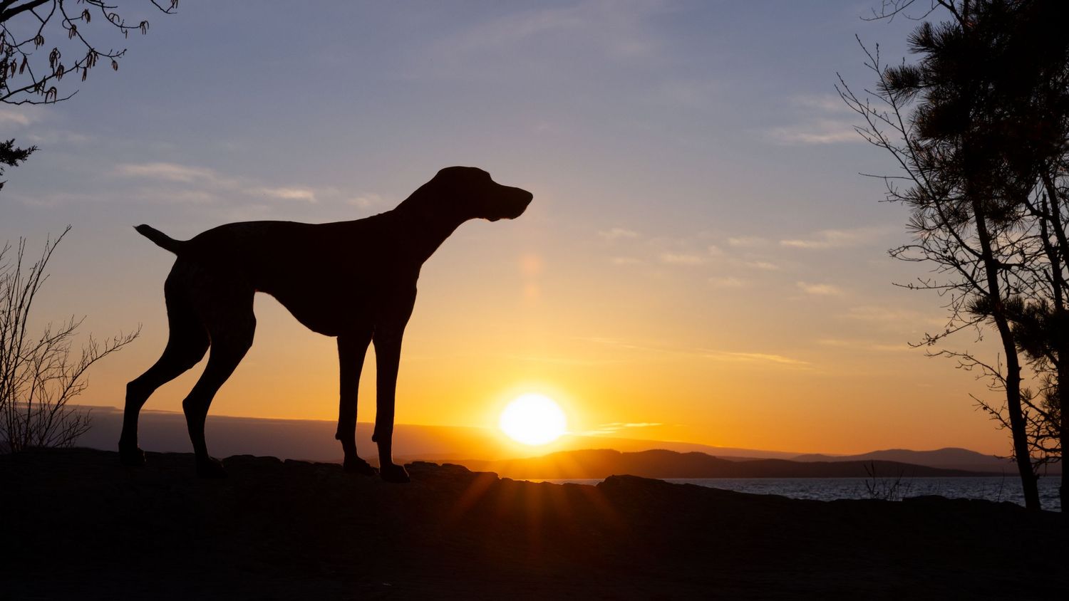 A hand reaches out to touch a black and white dog's nose in warm golden sunlight during sunset.