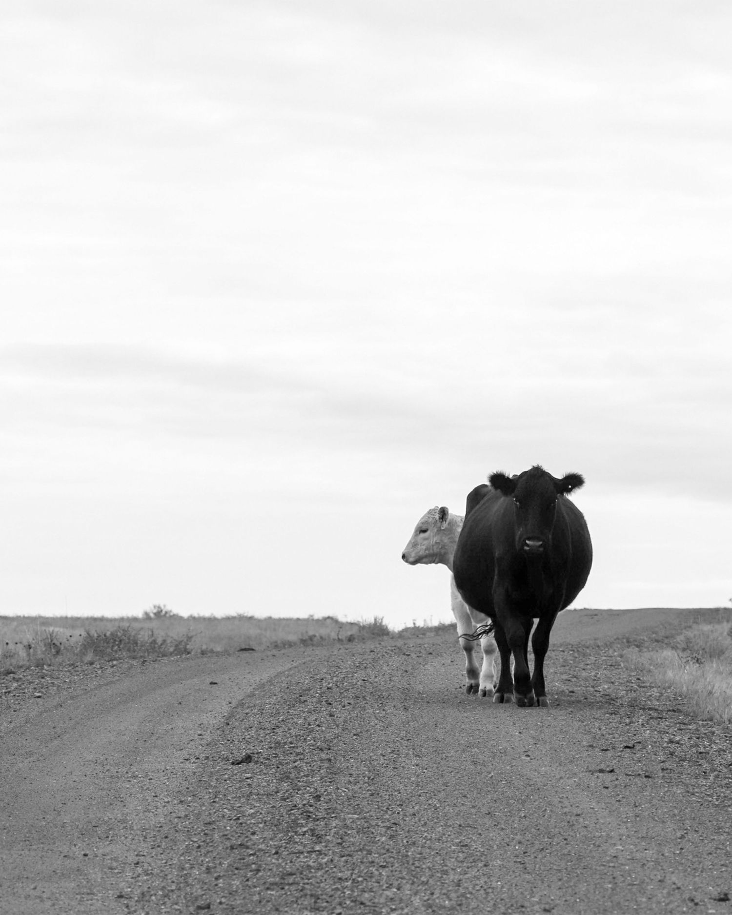 Black and white picture of two cows standing on a dirt road