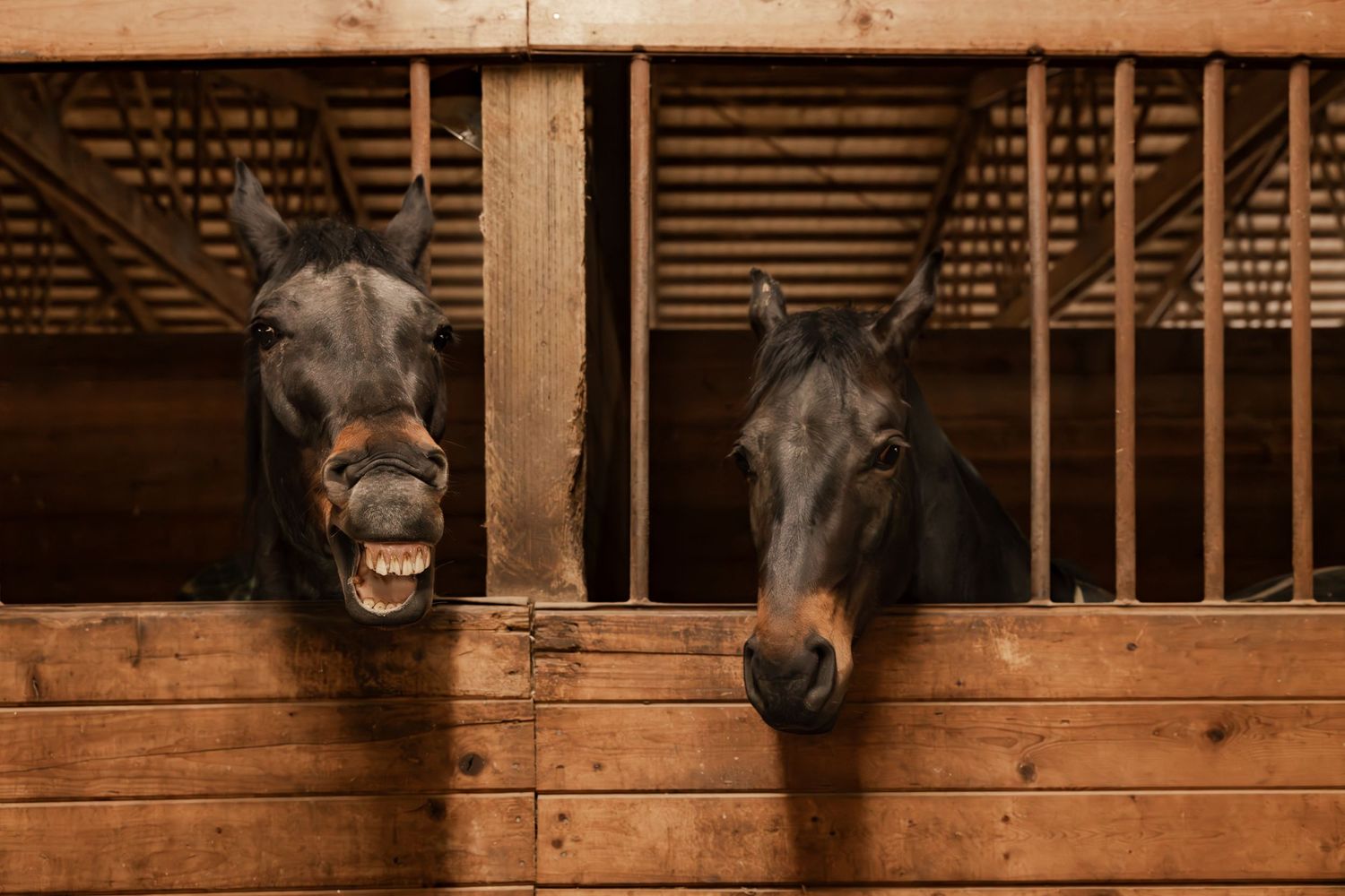 Two dark horses peek out from their wooden stable stalls, showing their faces between the bars.