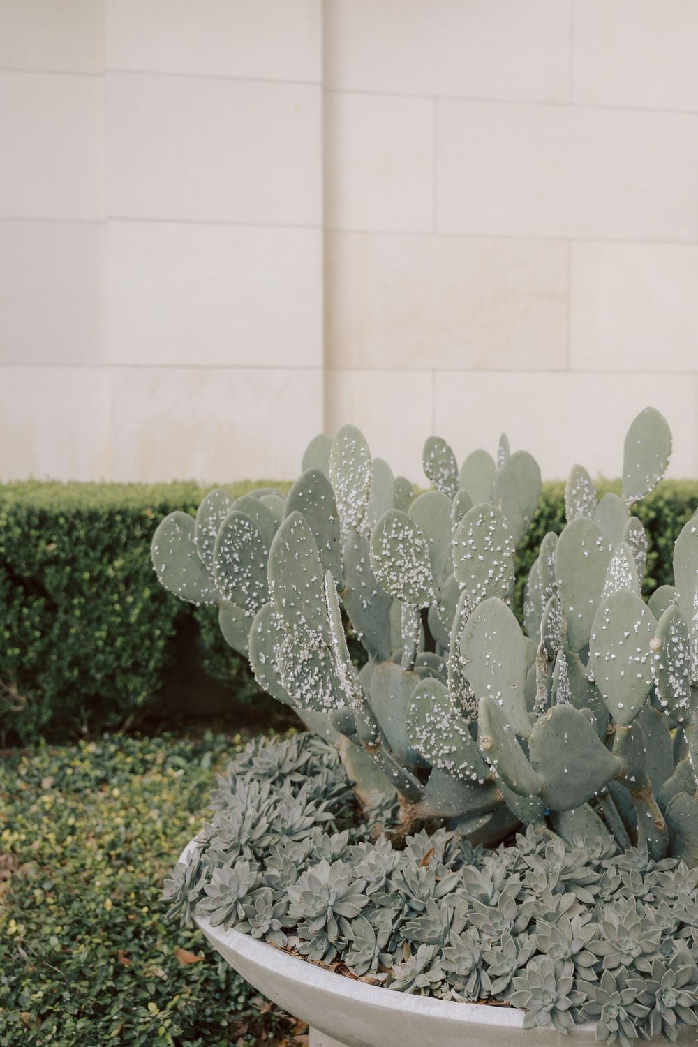 University of Texas at Austin engagement photography.