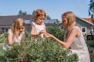Three people examining herbs and plants in a sunny garden.