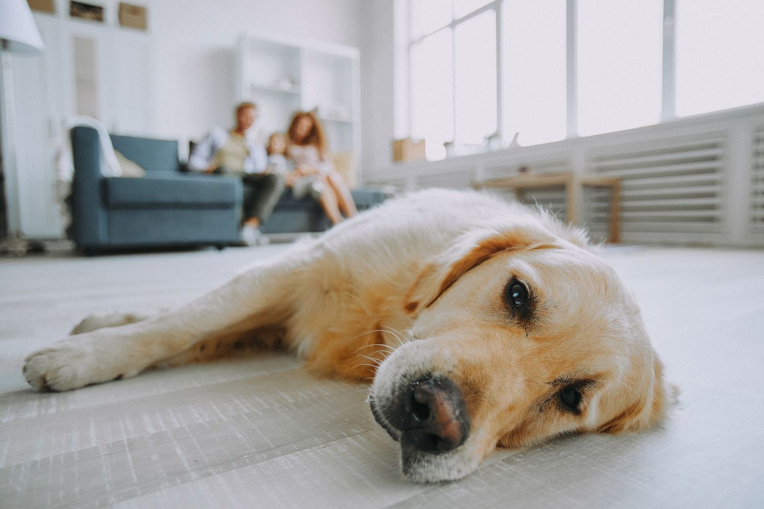 relaxing on floor labrador