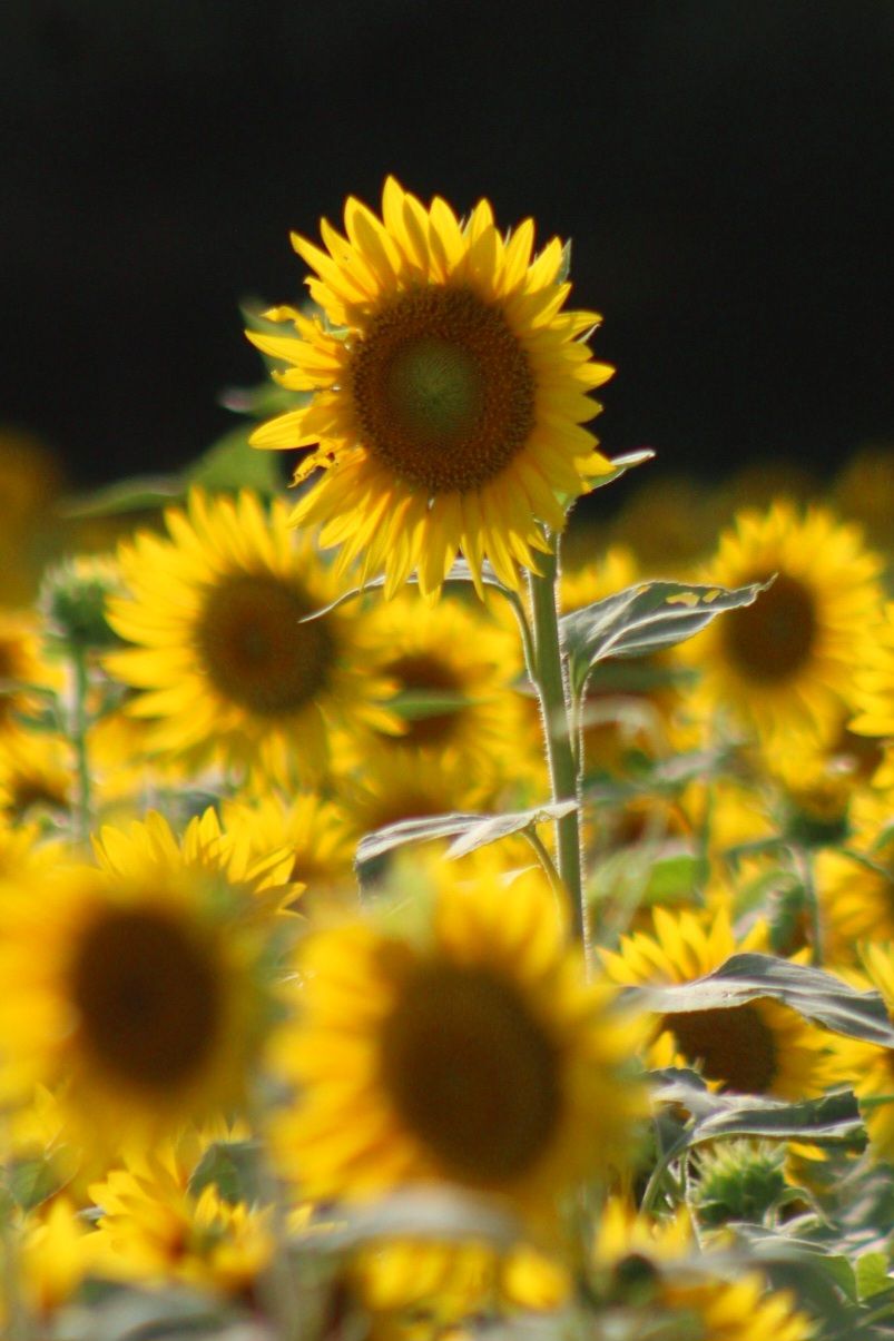 McCrory Sunflower Patch