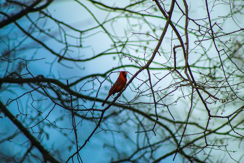 Robin, Wynne