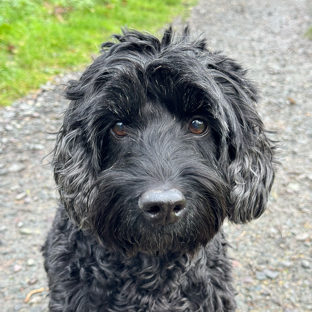 Closeup portrait of a shaggy black Goldendoodle dog with curly fur and gentle brown eyes on a gravel path.