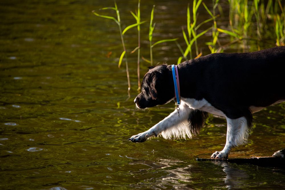 Border collie dog with blue collar wading through shallow water with reeds in background in golden sunlight.