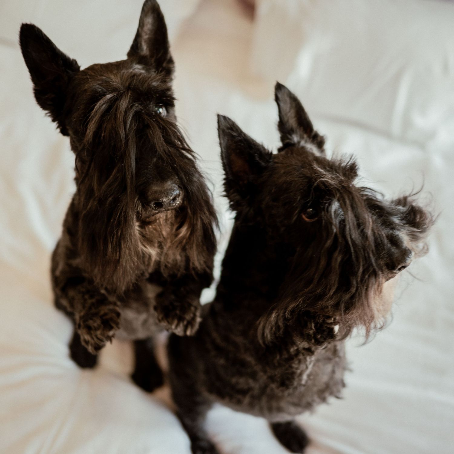 Two adorable black Scottish Terriers sit together looking upward on white bedding.
