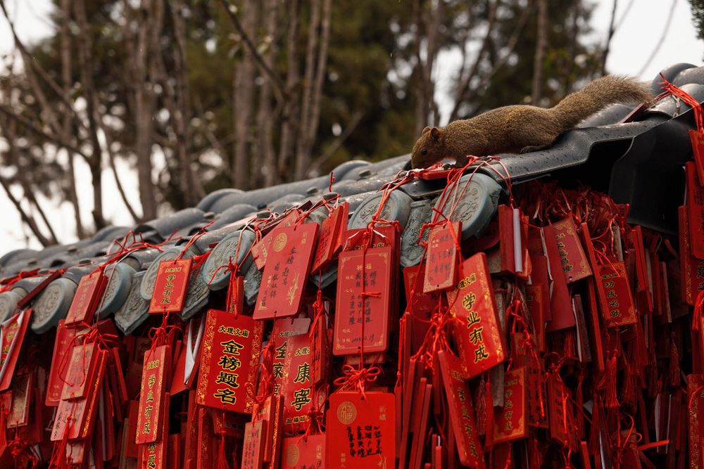Red prayer tablets with traditional Chinese characters hang in rows at an Asian temple or shrine.