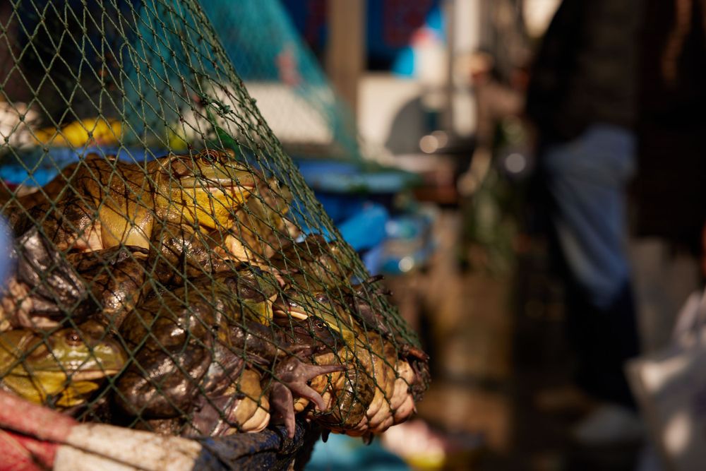 Fresh caught fish in a green mesh net at a seafood market or dock.