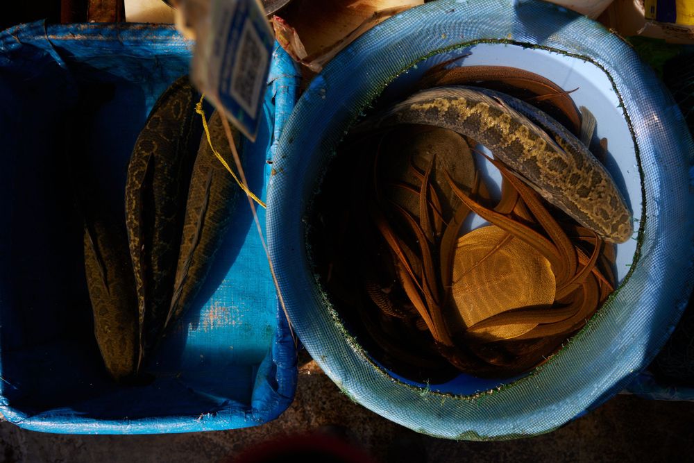 Artistic close-up shot of a coffee grinder filled with fresh roasted coffee beans in a moody blue lighting.