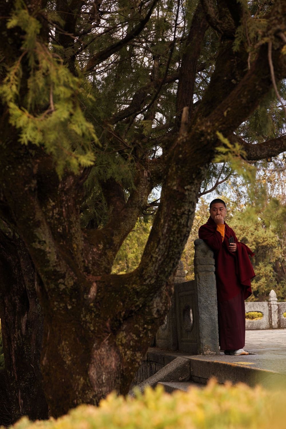 A figure in traditional Buddhist robes stands contemplatively beneath a large mossy tree in a peaceful garden setting.